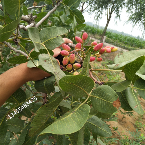 开心果树什么时间移栽最好厂家经验丰富