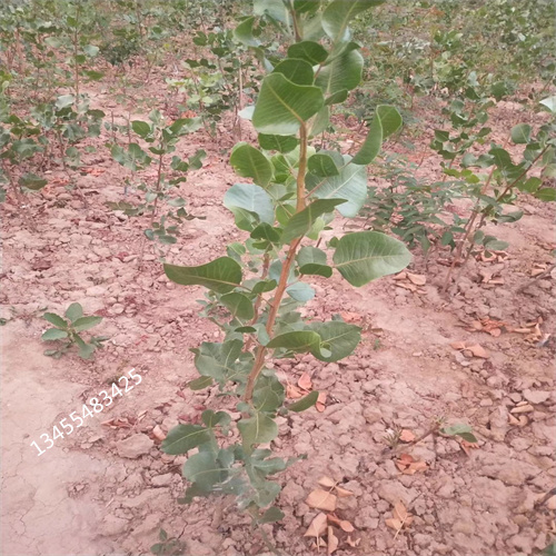 开心果树苗适合种植地区同城货源