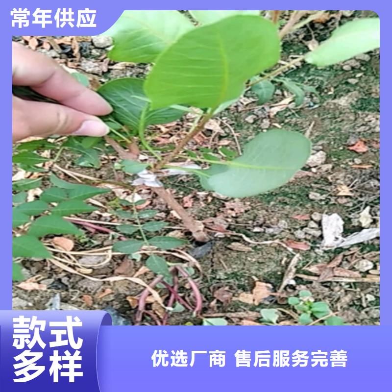 开心果树经济效益注重细节