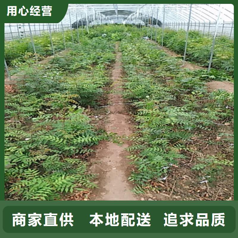 阿月浑子树苗种植基地一手货源