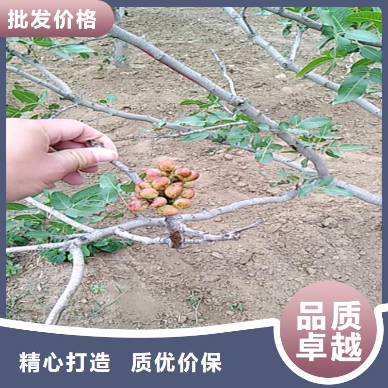 阿月浑子树苗适合种植地区实力工厂