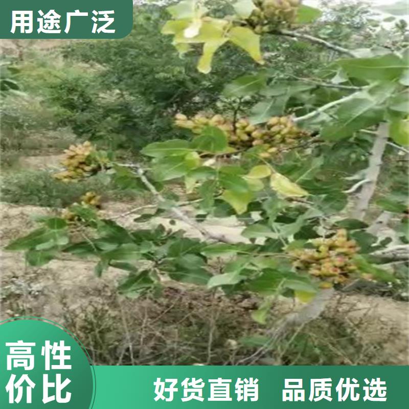 阿月浑子树苗量大从优同城生产商