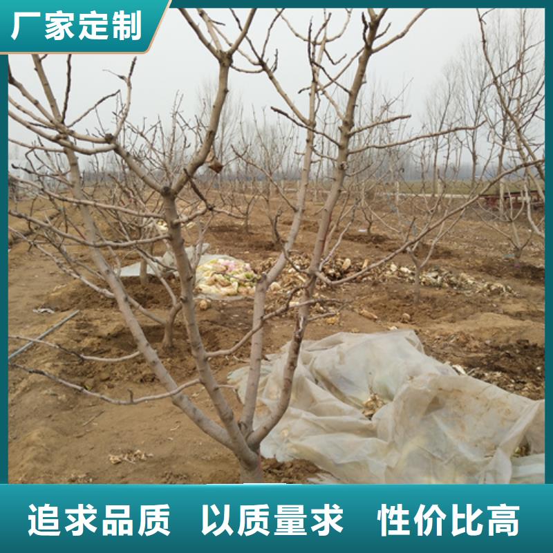 阿月浑子树苗适合种植地区用心经营