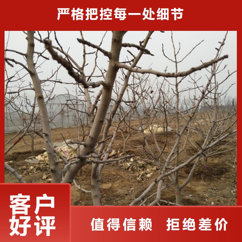 开心果苗全国发货当地公司