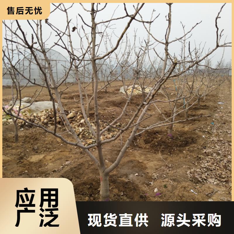 阿月浑子树苗种植管理技术当地品牌