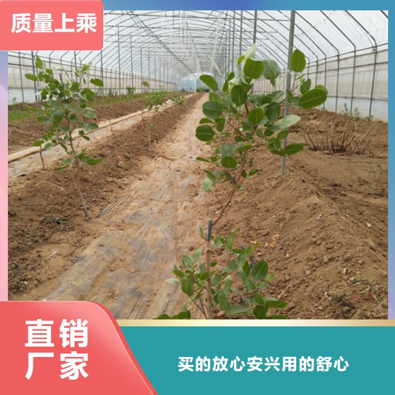 开心果种植技术高品质诚信厂家