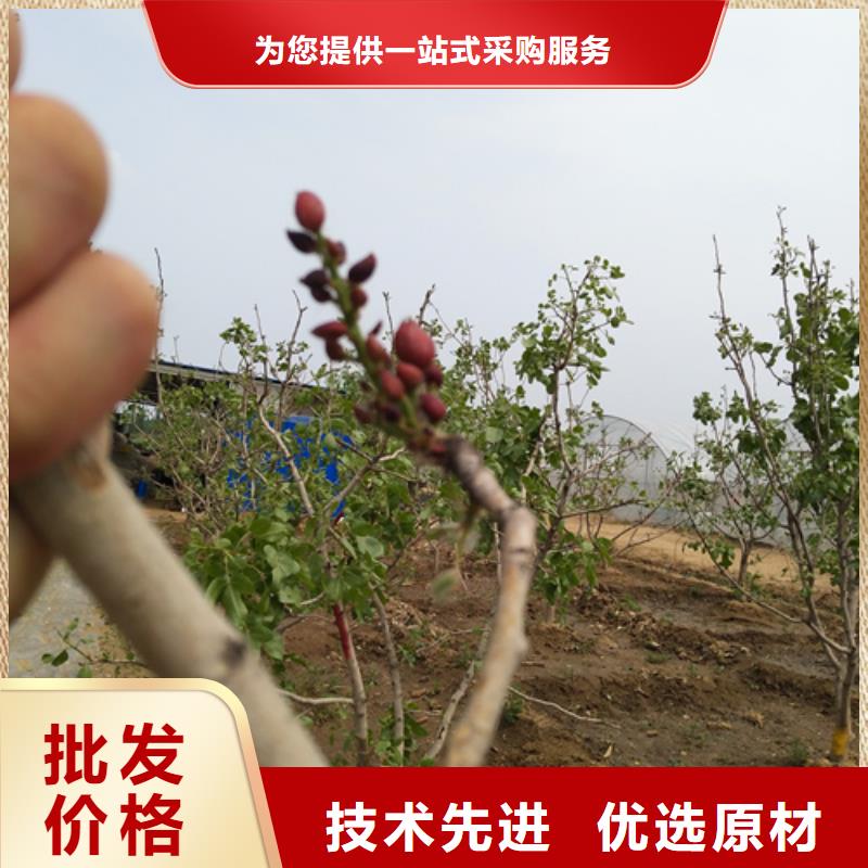 开心果苗怎么卖批发零售本地生产厂家