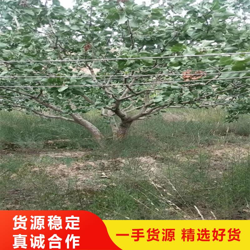 开心果适合种植地区低价货源