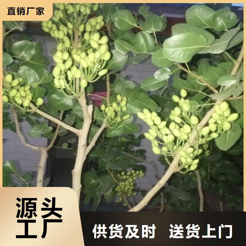 开心果苗适合种植地区分类和特点