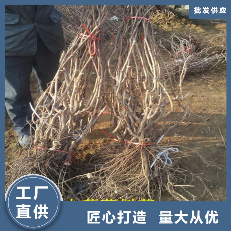 福贡无核白鸡心葡萄苗基地批发厂家直销