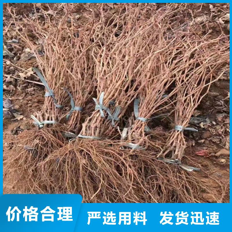 芦淞玫瑰香葡萄苗种植地区值得信赖