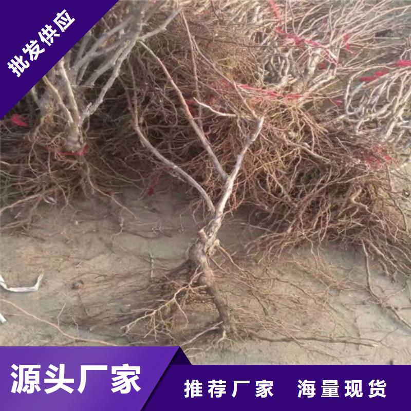 妮娜皇后葡萄苗培育基地同城供应商