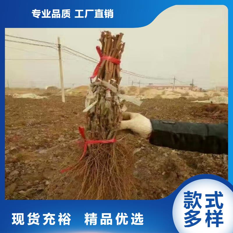 无核葡萄苗哪里好按需定制真材实料