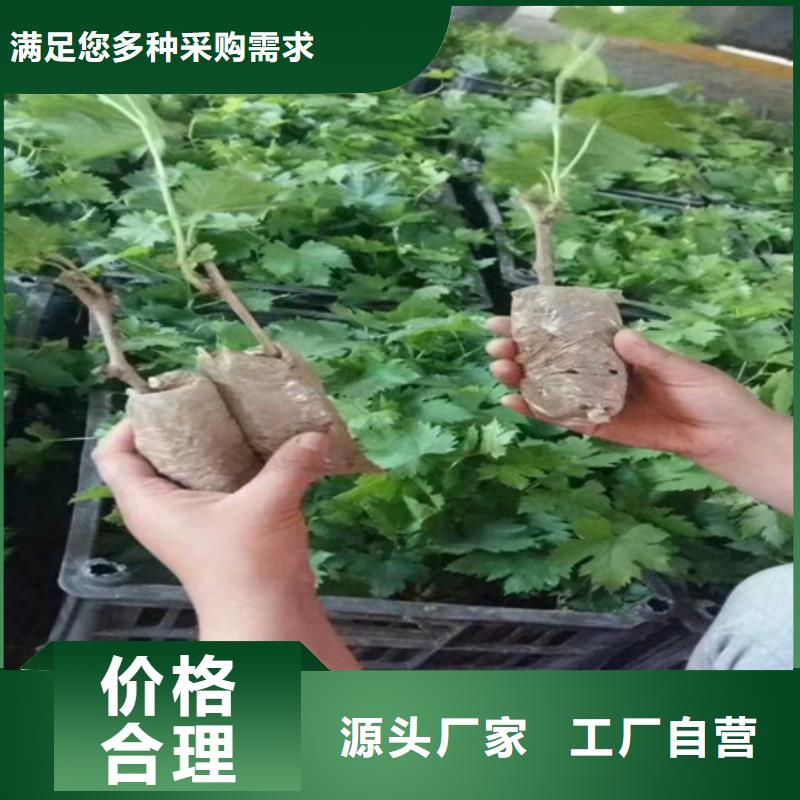 优质阳光玫瑰葡萄苗的当地厂家附近品牌