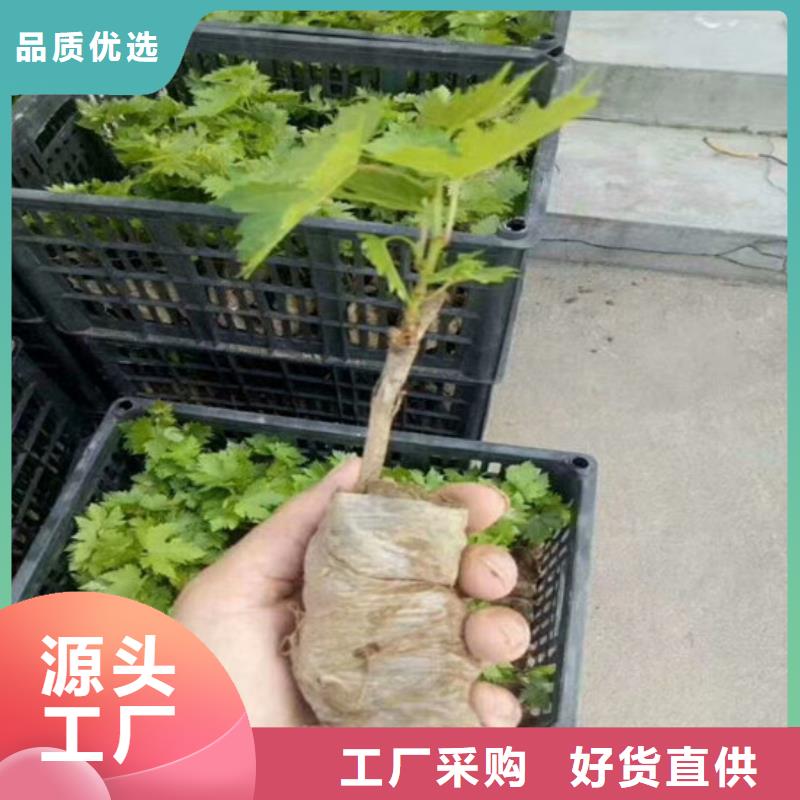 青提葡萄树苗厂家-找广祥农业科技有限公司同城生产商