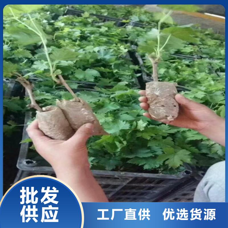 占地葡萄树栽植密度厂家大量现货