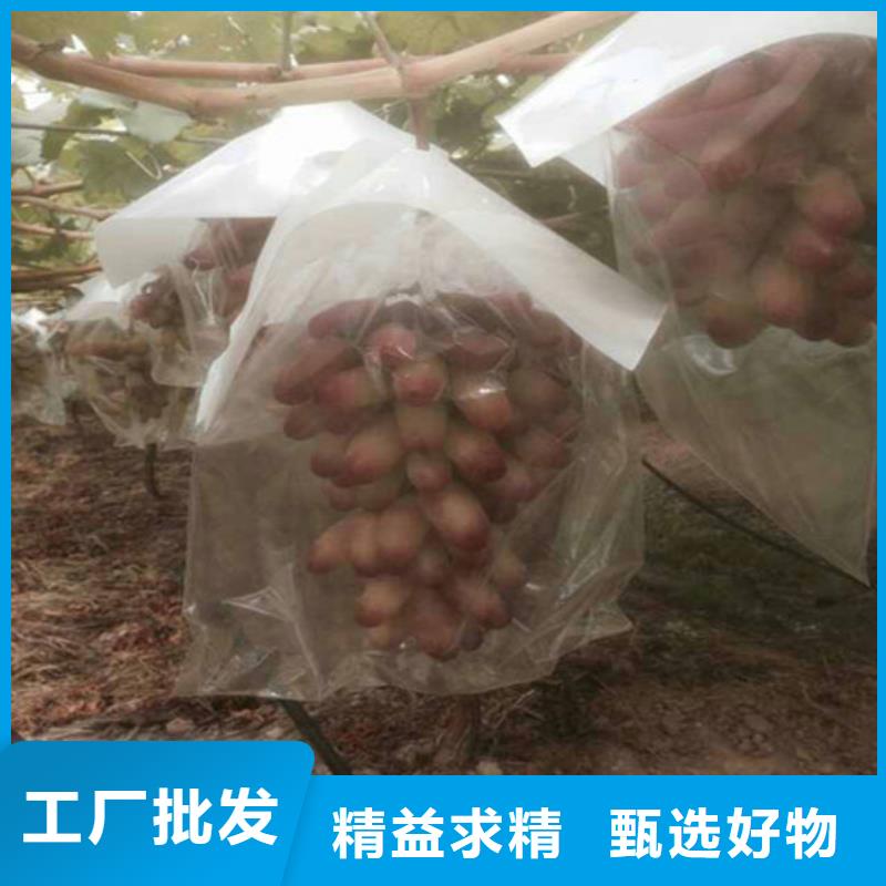 玫瑰香葡萄苗品质优优选厂商