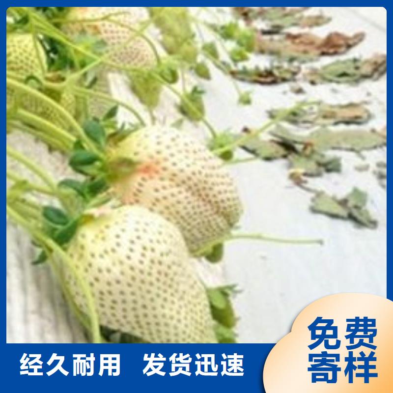 金口河妙香7号草莓苗种植条件优选厂家