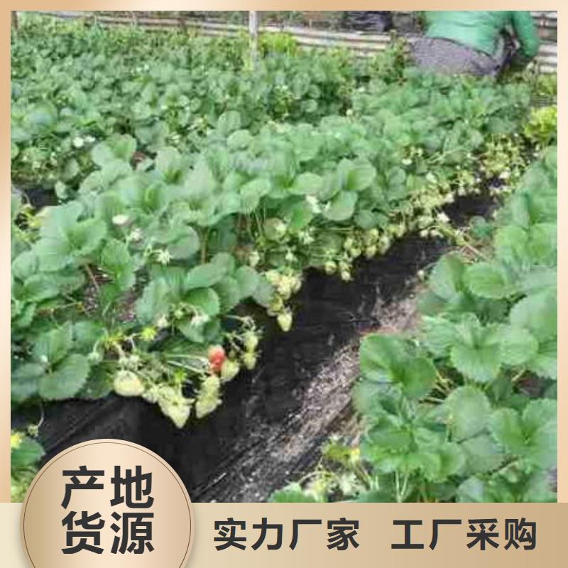 价格合理的草莓苗基地附近经销商