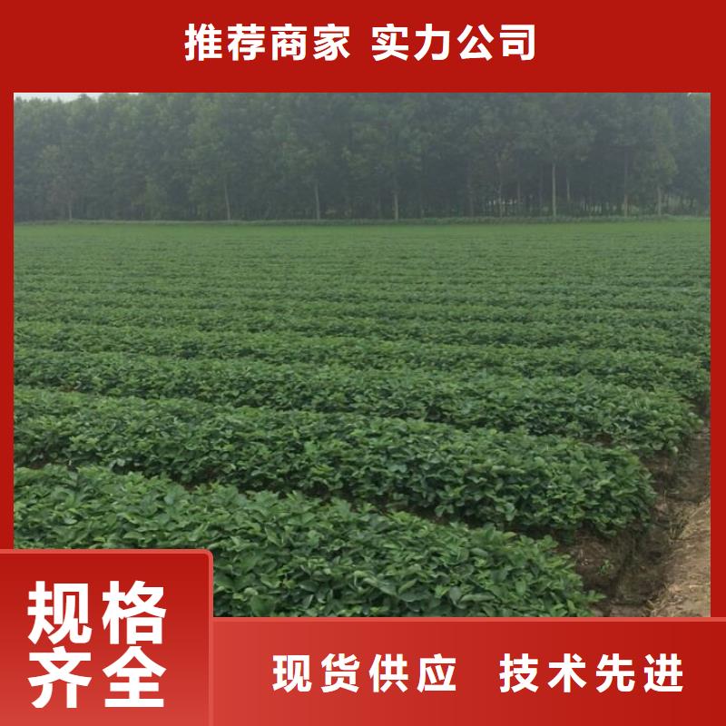 白沙县妙香草莓苗批发用心做好每一件产品