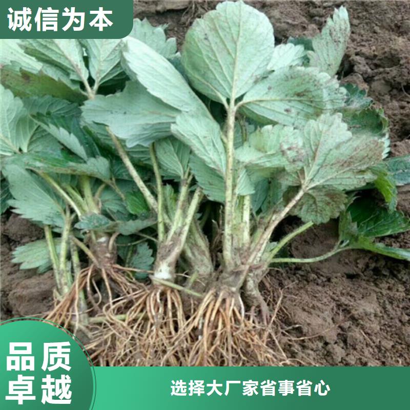 章姬草莓苗零售本地供应商