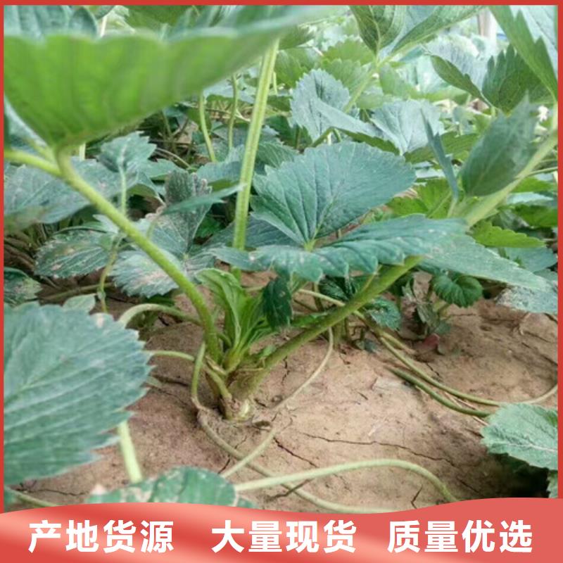 圣诞红草莓苗育苗厂家优选厂商