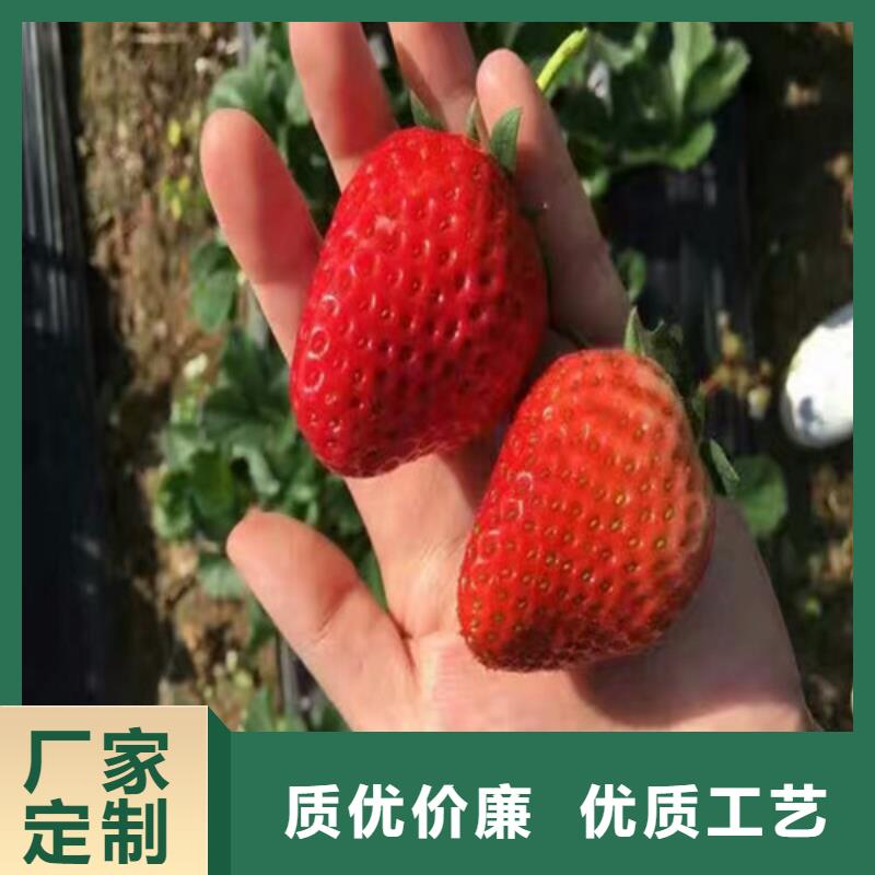 博罗妙香7号草莓苗解决方案产地采购