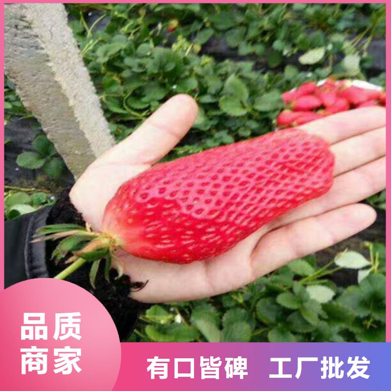 高港一年生牛奶草莓苗，牛奶草莓苗培育品质优选