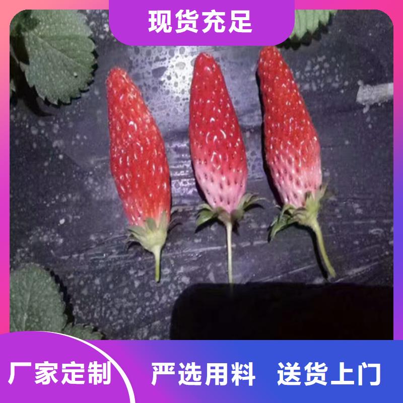 牛奶草莓苗精工细致打造