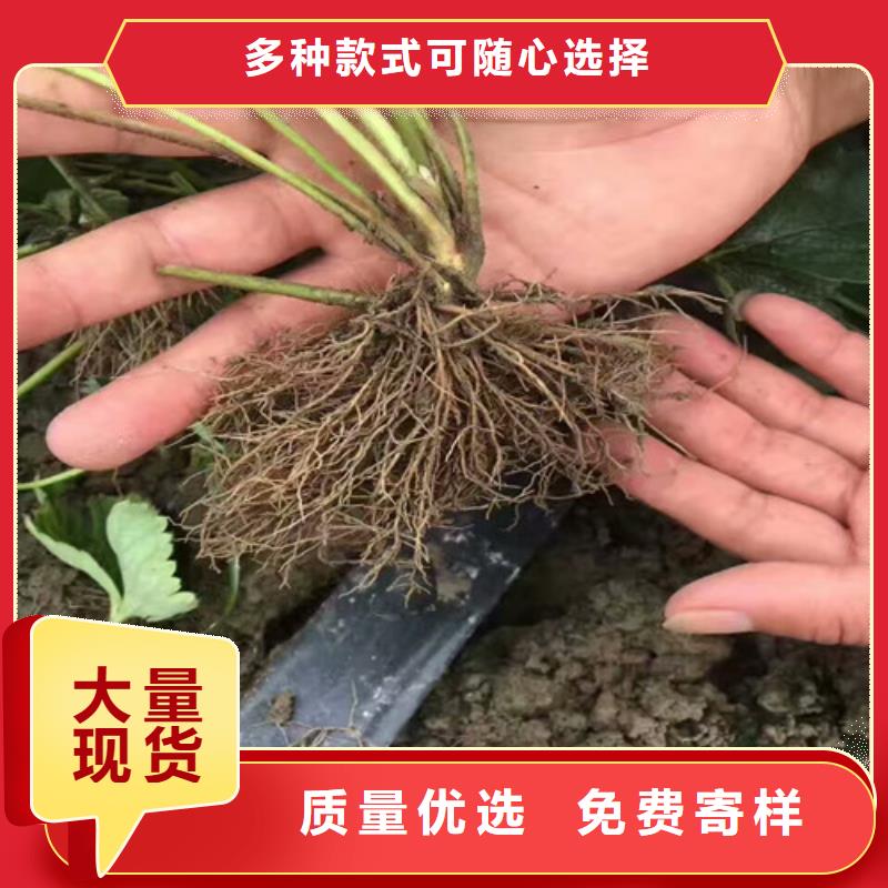 蒙山圣诞红草莓苗价格多少厂家