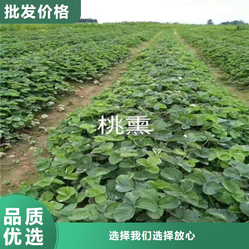 香蕉草莓苗厂家供应质量优价格低