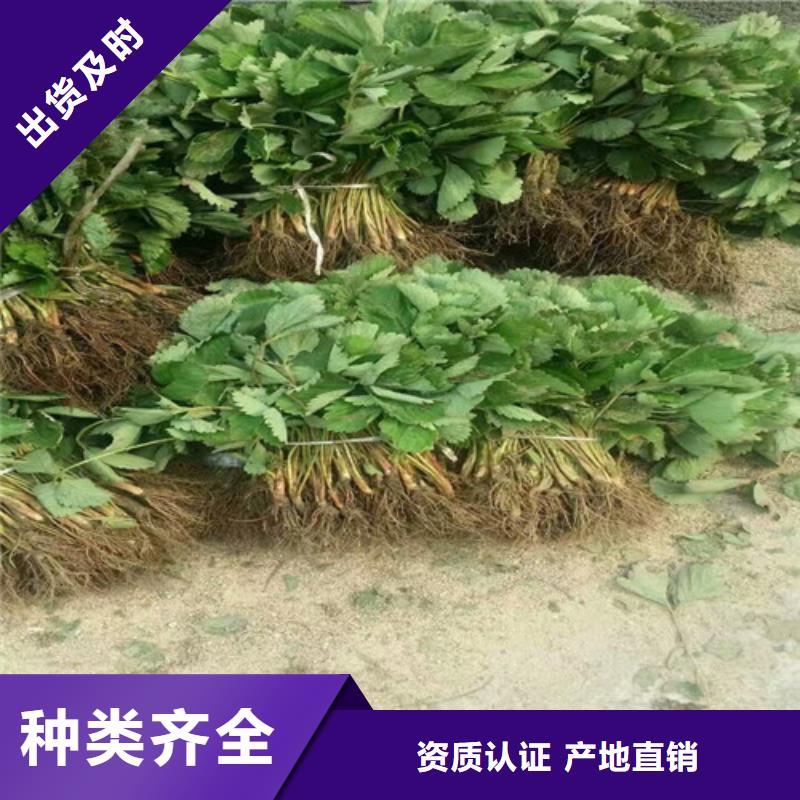 巧克力草莓苗种植品种选择本地品牌