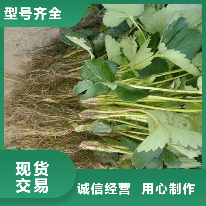 妙香草莓苗实力工厂