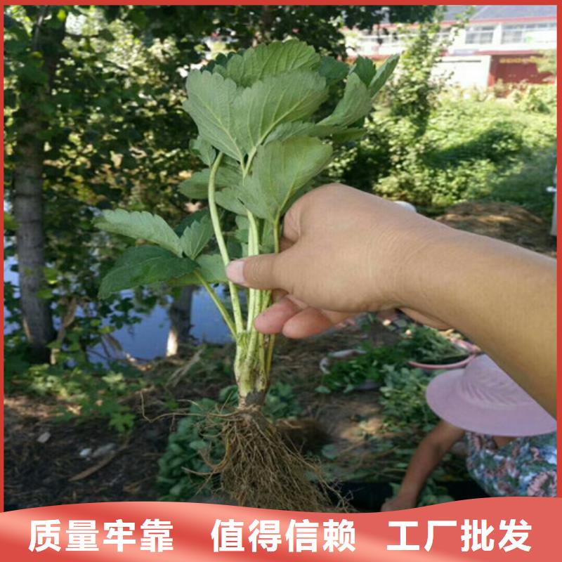 丰香草莓苗耐储存品种当地生产厂家