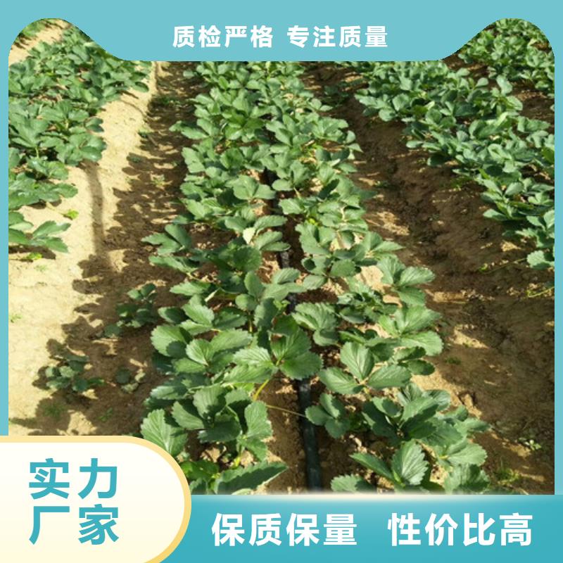 齐河菠萝草莓苗欢迎订购价格实惠