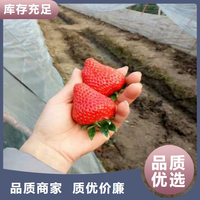 太湖妙香草莓苗品质放心根据要求定制