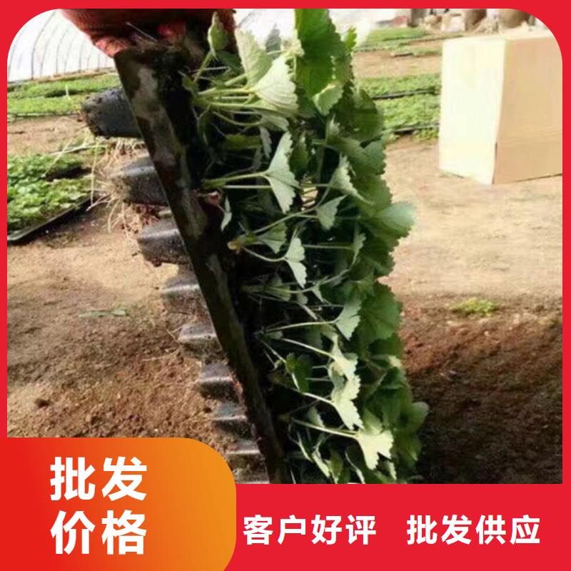 莒南桃熏草莓苗推荐价格低