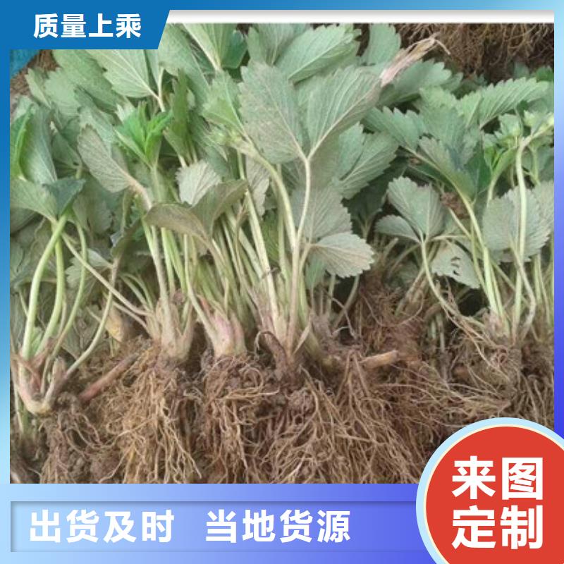 哪里出售白雪公主草莓苗，白雪公主草莓苗种植条件源头厂家经验丰富