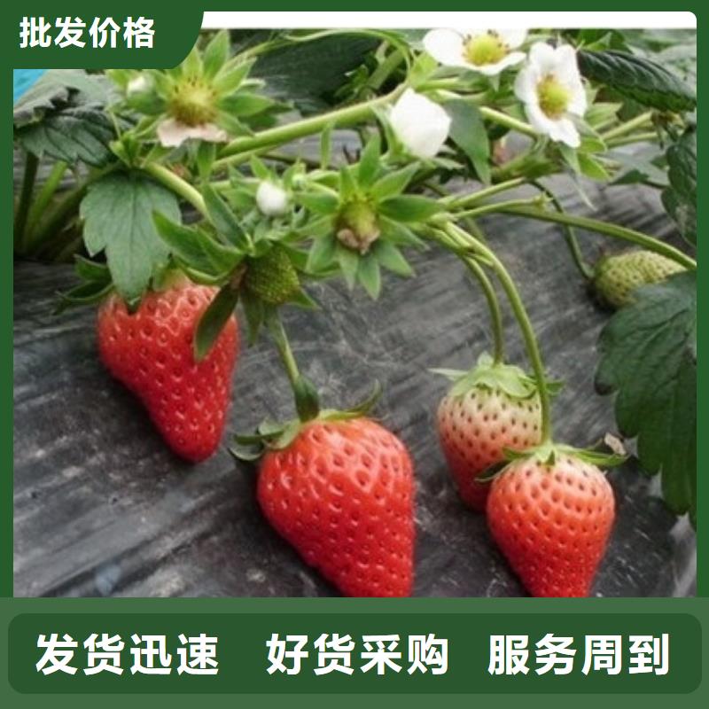 大棚草莓苗种植品种选择设备齐全支持定制