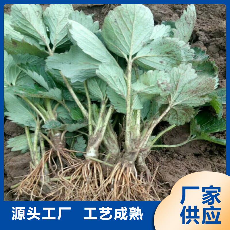 草莓苗、草莓苗厂家的简单介绍