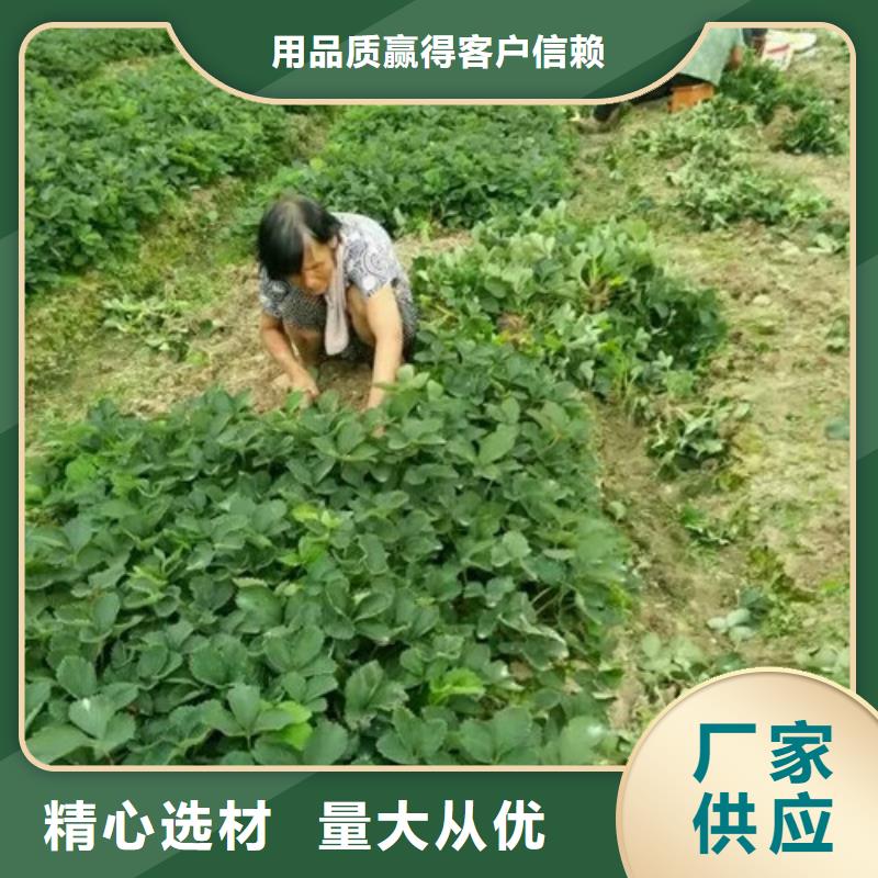 甜查理草莓苗哪里好支持大小批量采购