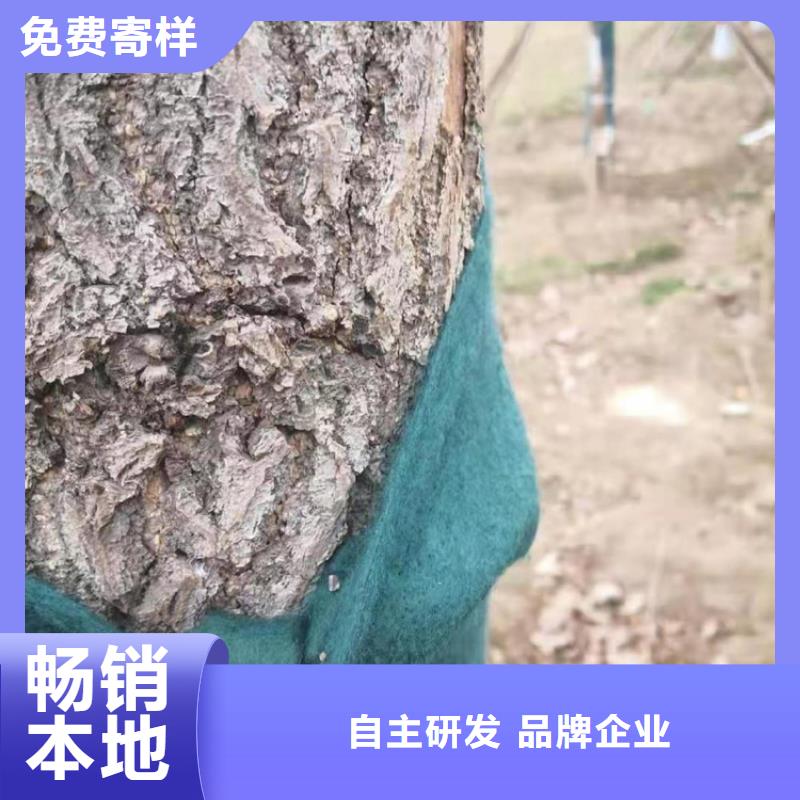 包树无纺布条树木防寒布好厂家有担当