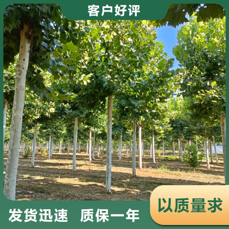 法桐价格量大从优法桐同城公司