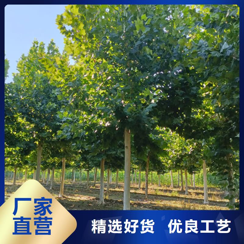 法桐种植基地法桐同城经销商