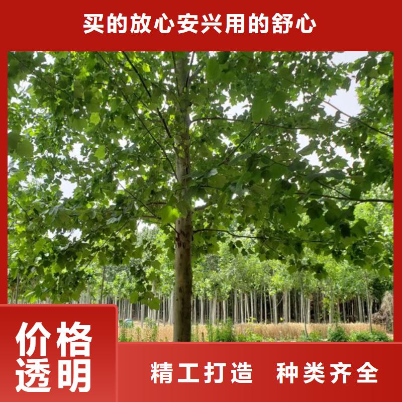 法桐价格种植基地法桐附近供应商