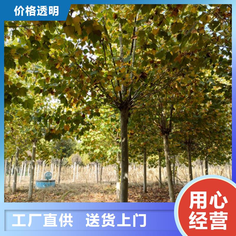 法桐小苗种植基地绿化乔木严格把关质量放心