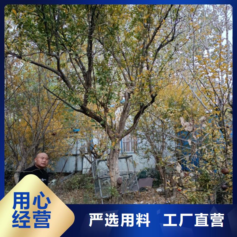 法桐价格种植基地苗木基地精选厂家好货