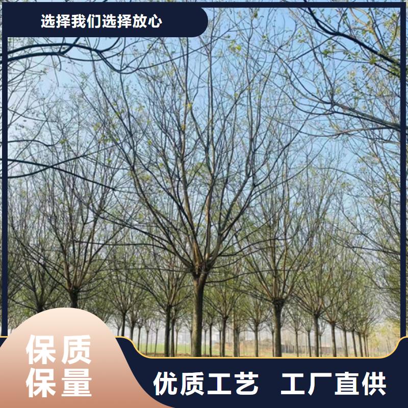 法桐价格种植基地绿化苗木长期供应