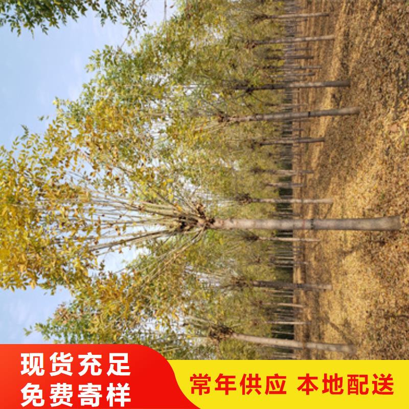 法桐价格基地绿化乔木客户满意度高