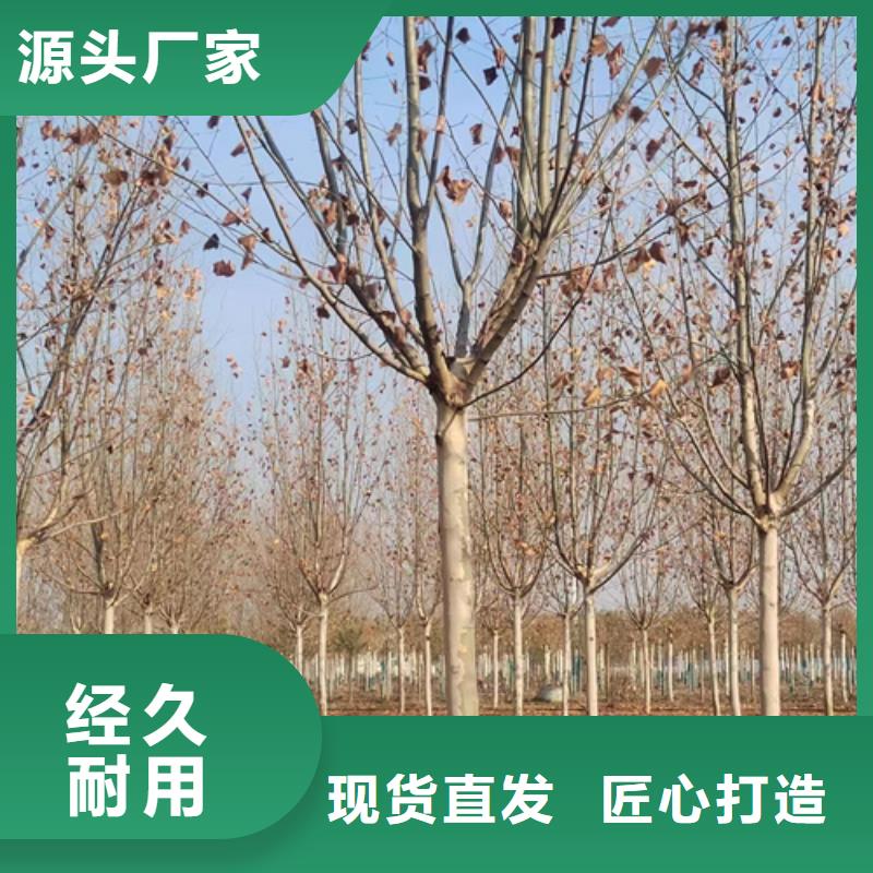 翌昊苗木种植基地造型法桐可按时交货精工细致打造